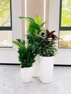 揭秘奉化绿植租赁方案，焕新空间活力